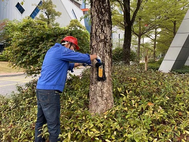 高明上门治白蚁机构白蚁对香樟的危害及防治